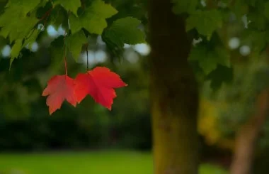 Hope for reforestation and a greener planet